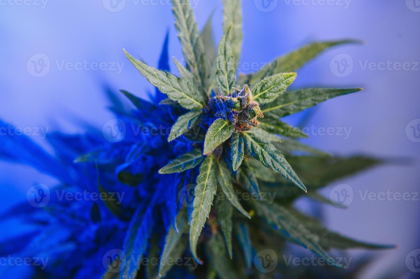 maconha medicinal plantar dentro luz pastel cores. uma cânhamo arbusto com uma cremoso Rosa roxa luz e uma azul verde matiz. fresco Novo Veja arte estilo do alternativo medicinal marijuanna dentro fluorescente claro. foto