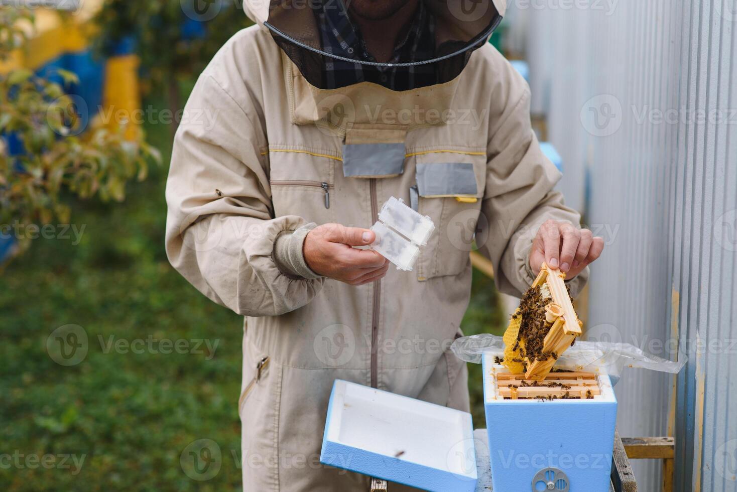 apicultor é trabalhando com abelhas e colmeias em apiário. abelhas em favo de mel. quadros do abelha colmeia. apicultura. mel. saudável Comida. natural produtos. foto