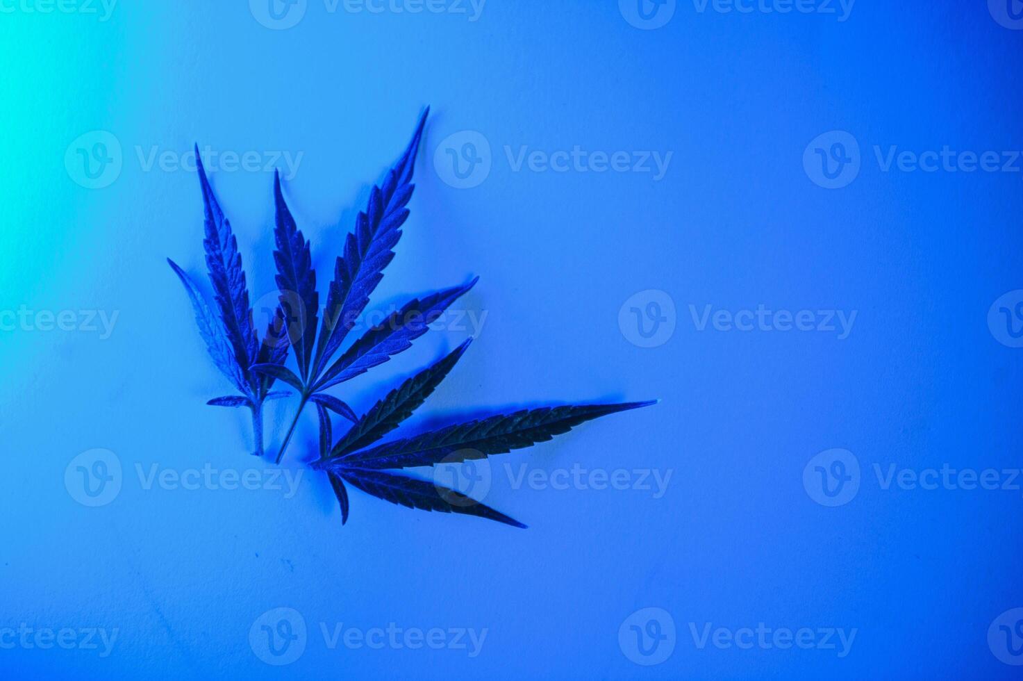 cannabis folha, maconha folhas isolado em colori fundo. foto