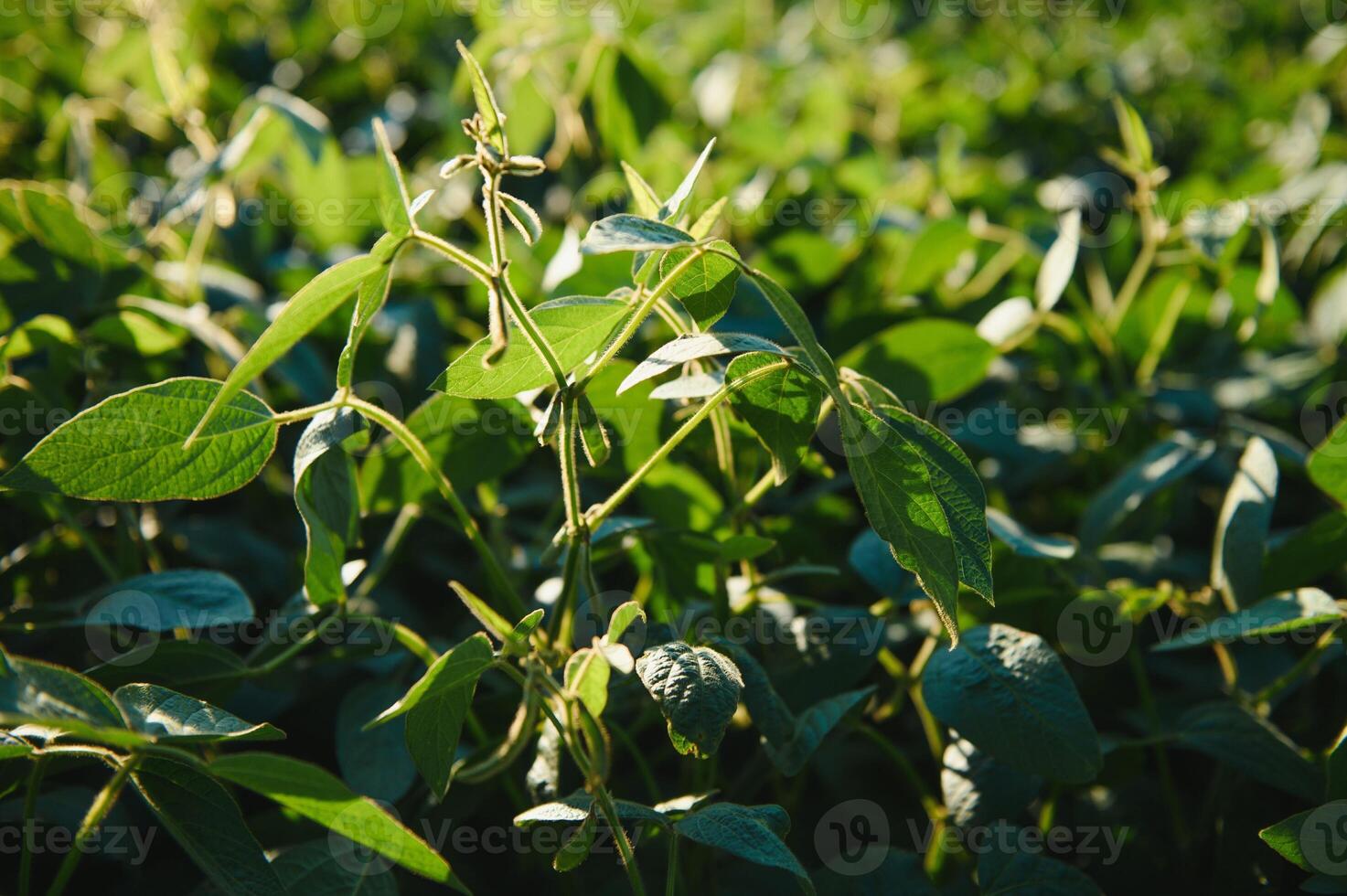 soja campo e soja plantas dentro cedo manhã claro. soja agricultura foto