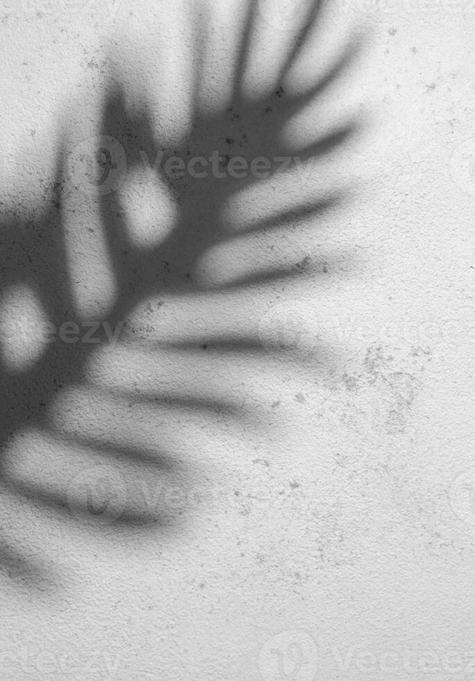 sombra do uma samambaia folha fundida em uma texturizado branco parede durante luz do dia foto