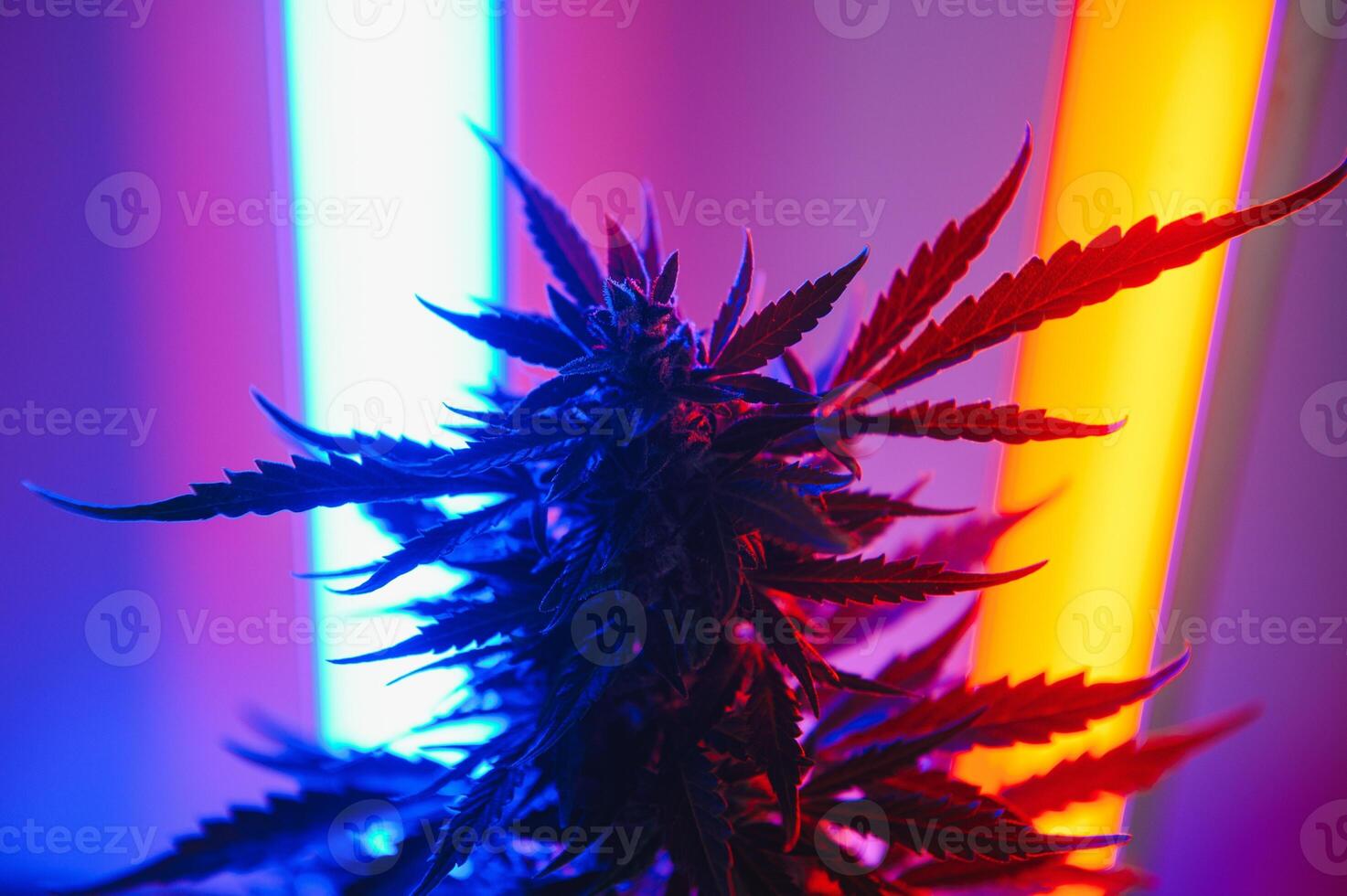 maconha medicinal plantar dentro luz pastel cores. uma cânhamo arbusto com uma cremoso Rosa roxa luz e uma azul verde matiz. fresco Novo Veja arte estilo do alternativo medicinal marijuanna dentro fluorescente claro. foto