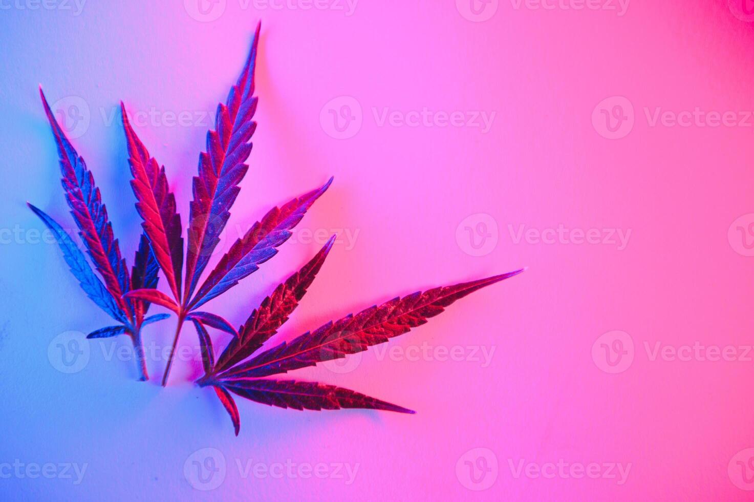 cannabis folha, maconha folhas isolado em colori fundo. foto