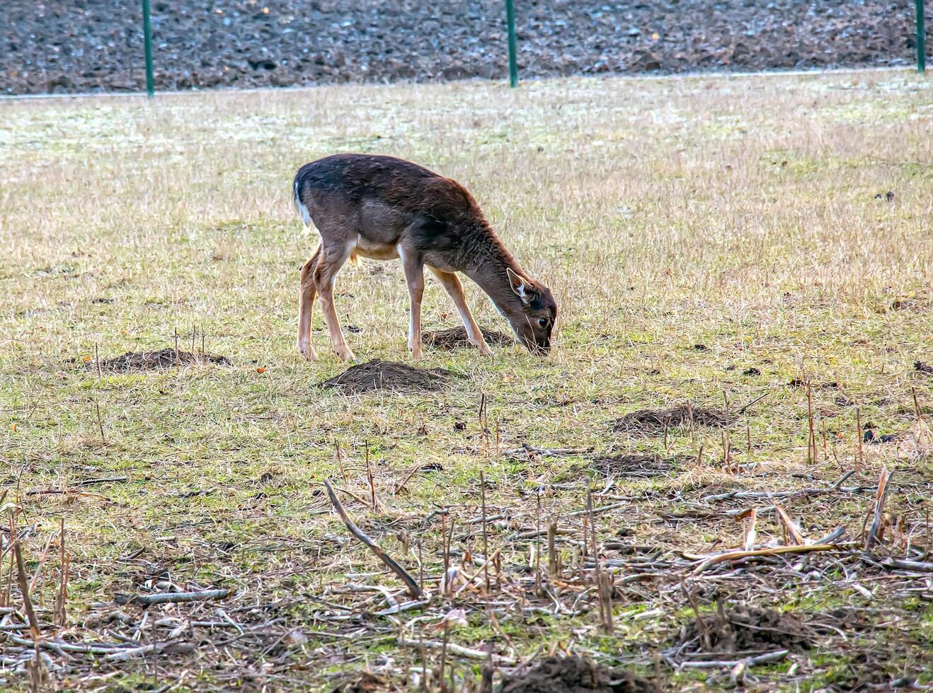 europeu muflão ovis orientalis dentro a berçário do a agrícola universidade dentro nitra, Eslováquia. foto