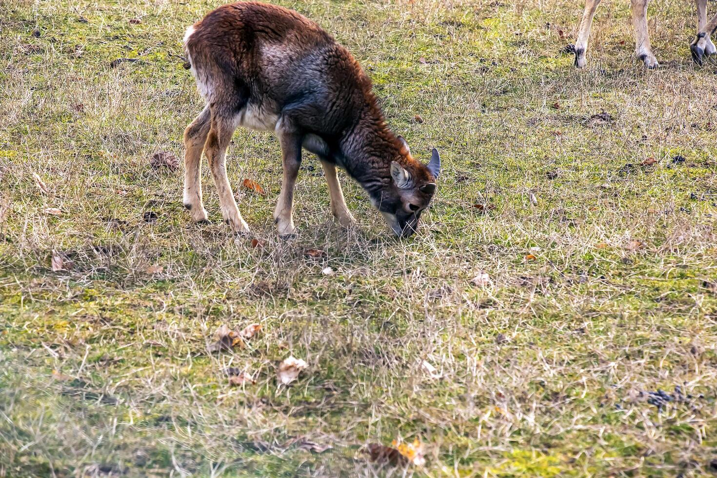 europeu muflão ovis orientalis dentro a berçário do a agrícola universidade dentro nitra, Eslováquia. foto