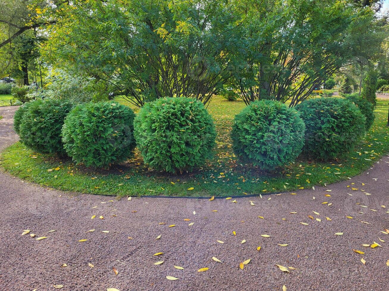 elementos do panorama parque Projeto - arbustos aparado dentro a Formato do uma bola com verde folhas às a becos foto