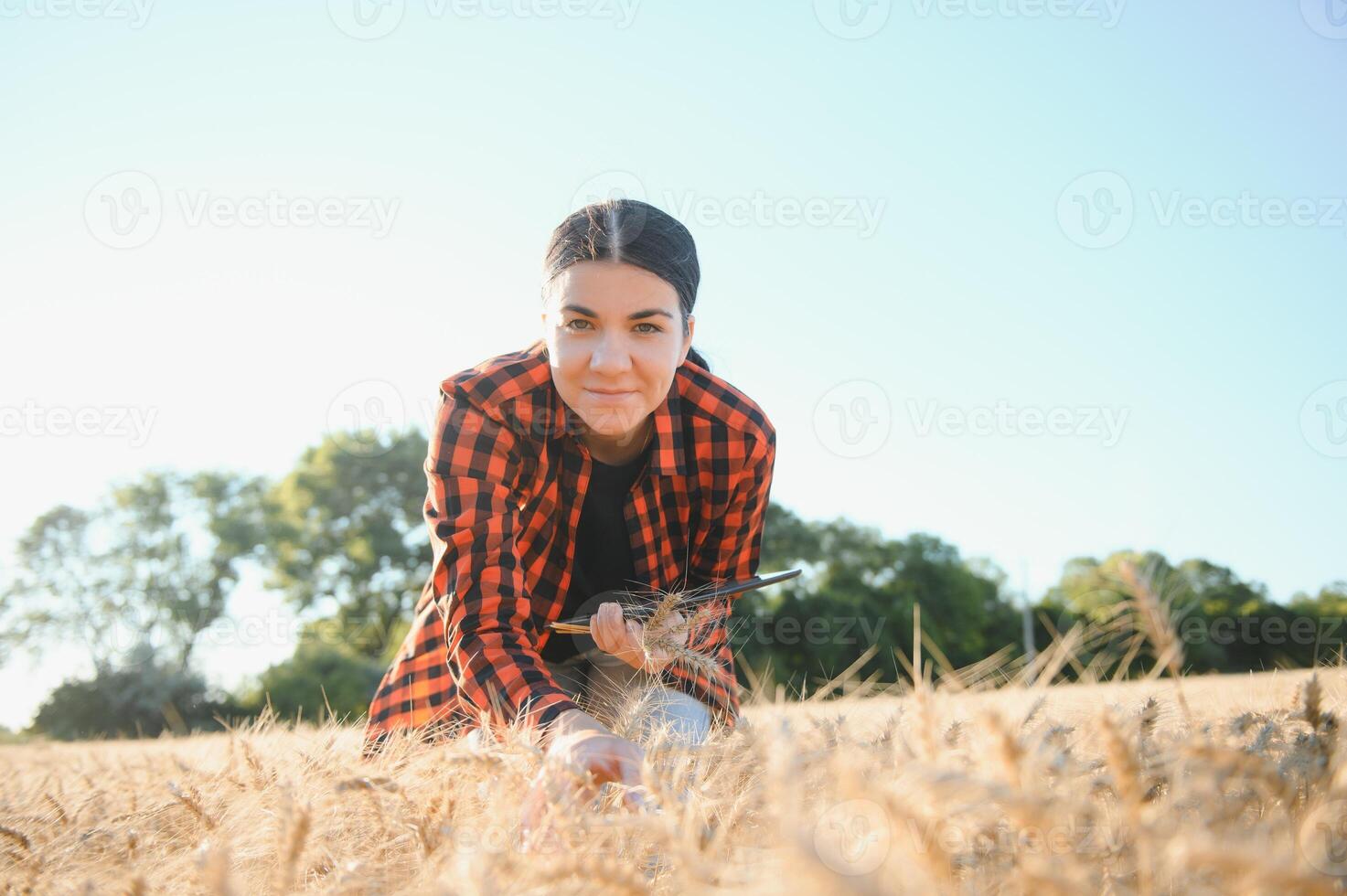 uma mulher agricultor examina a campo do cereais e envia dados para a nuvem a partir de a tábua. inteligente agricultura e digital agricultura foto