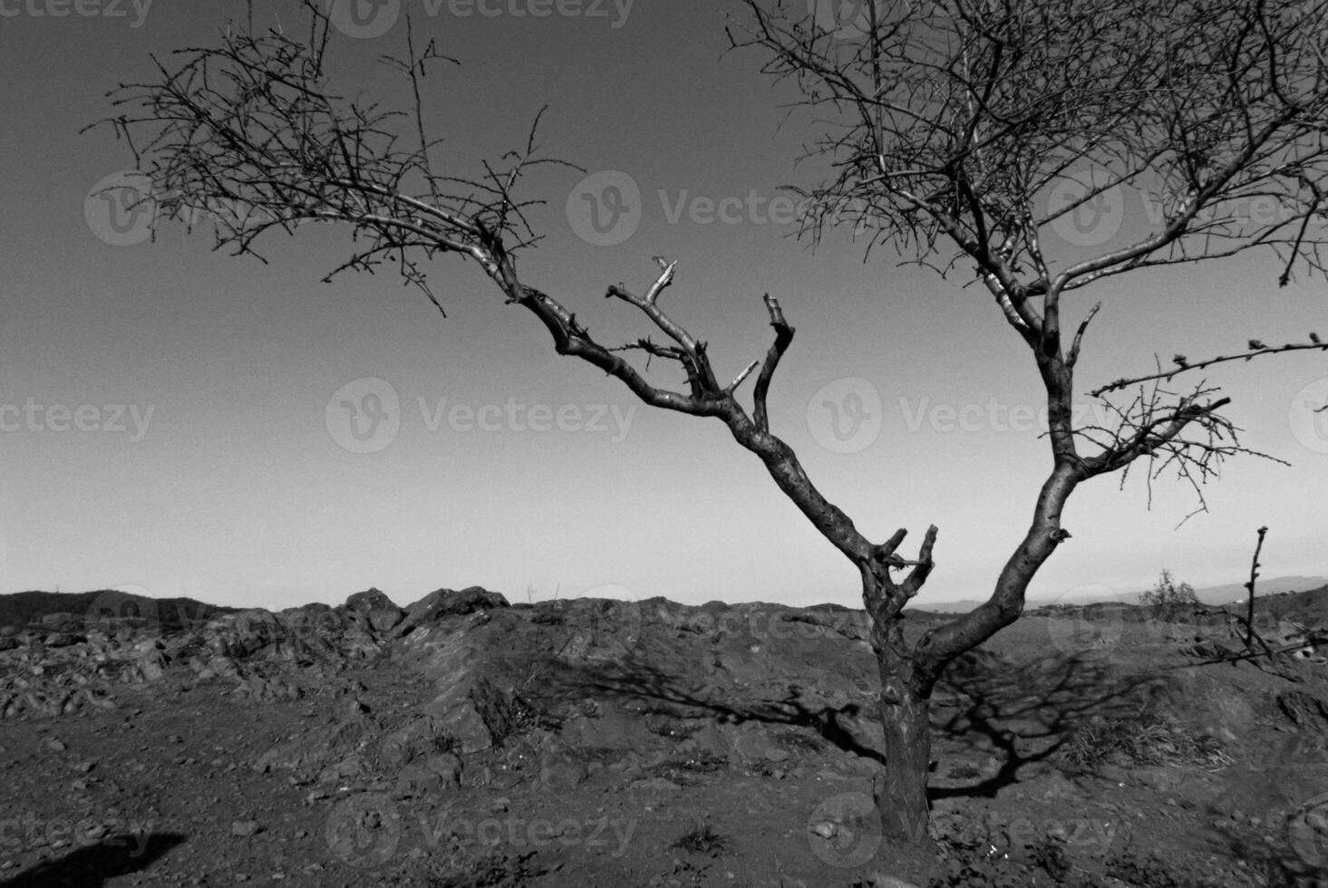 uma solitário árvore carrinhos dentro a grande deserto, Está silhueta capturado dentro impressionante Preto e branco, evocando uma sentido do solidão e rígido beleza. foto