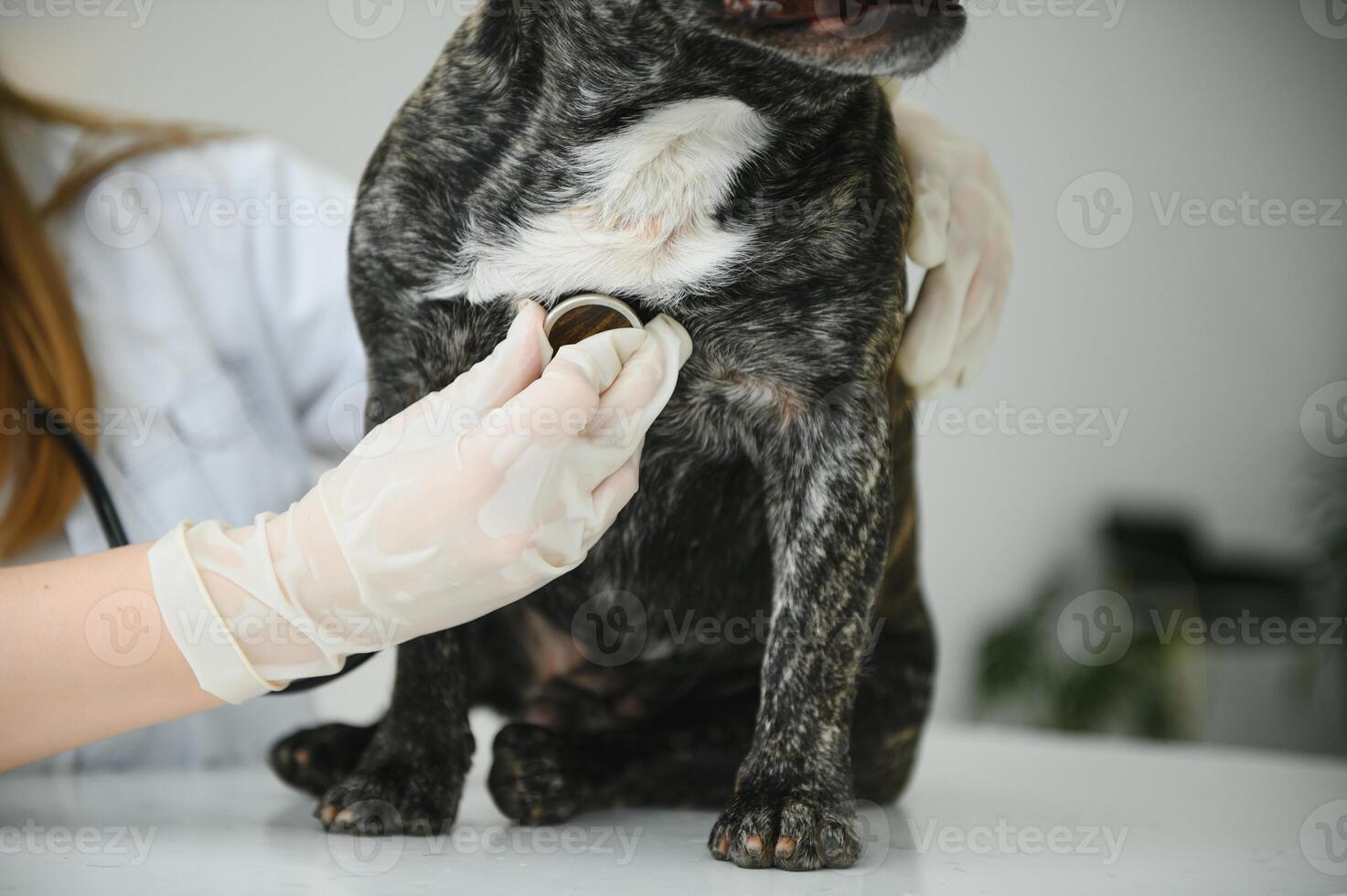 veterinário de ouvindo para uma francês buldogue cachorro dentro dele clínica foto