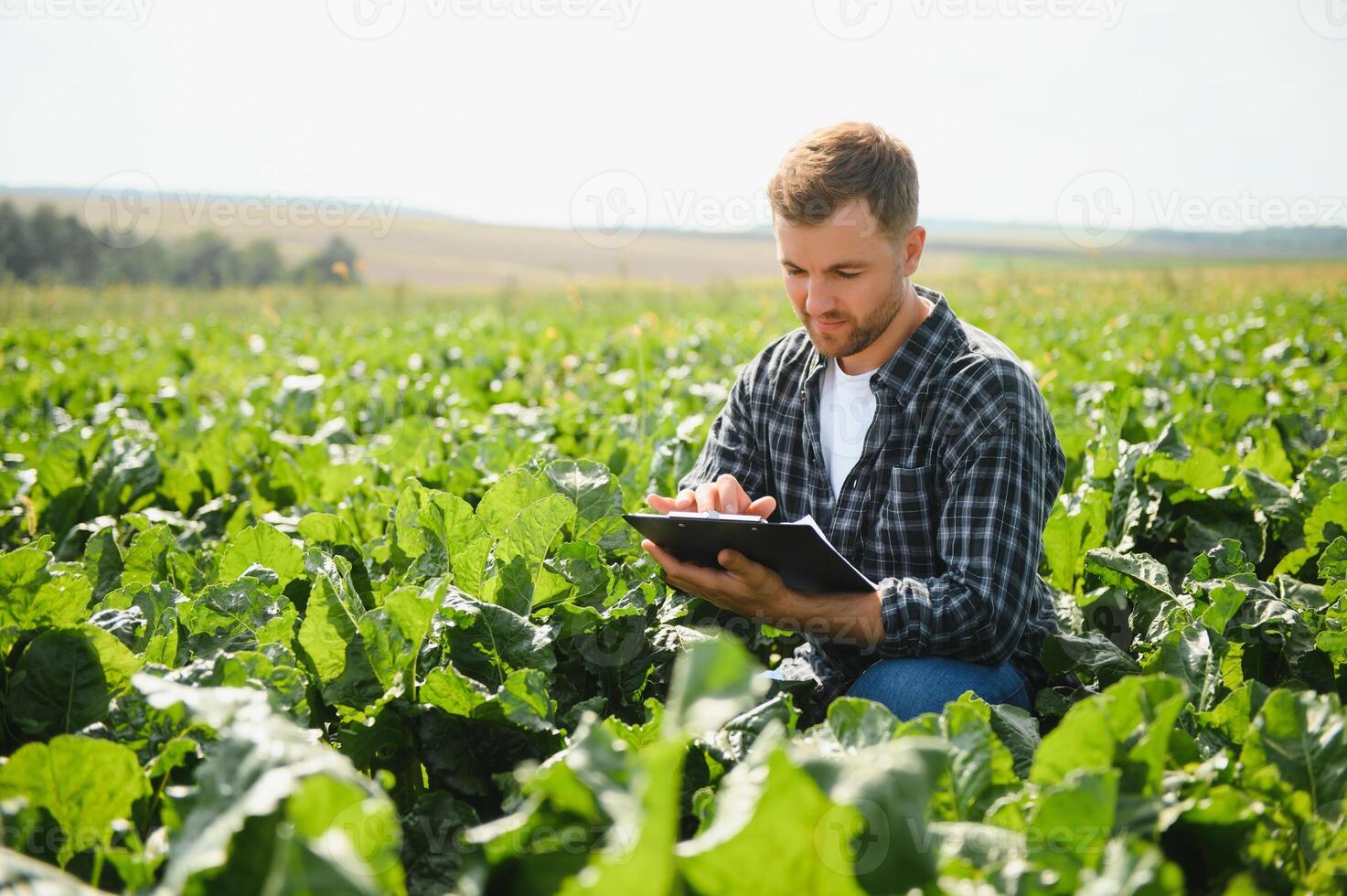 agricultor verificação a qualidade do a colheita dentro uma campo do beterraba - seletivo foco em a homem foto