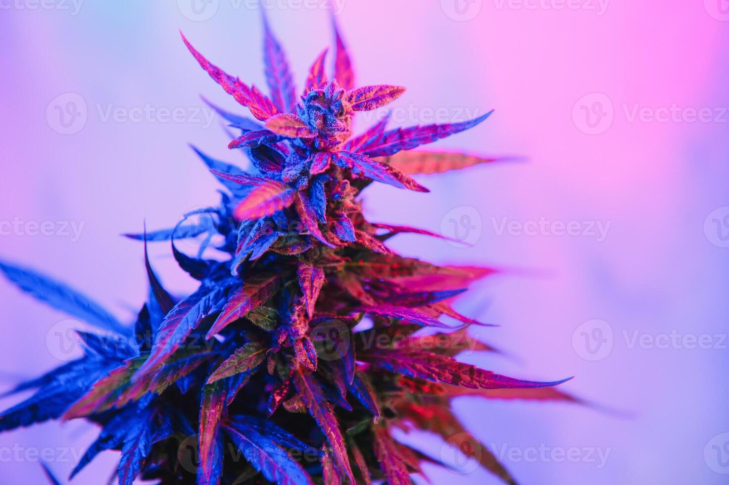 profundo roxa cannabis plantar. maconha flor. médico maconha dentro tolet néon luz em Preto fundo. estético lindo cannabis cânhamo foto