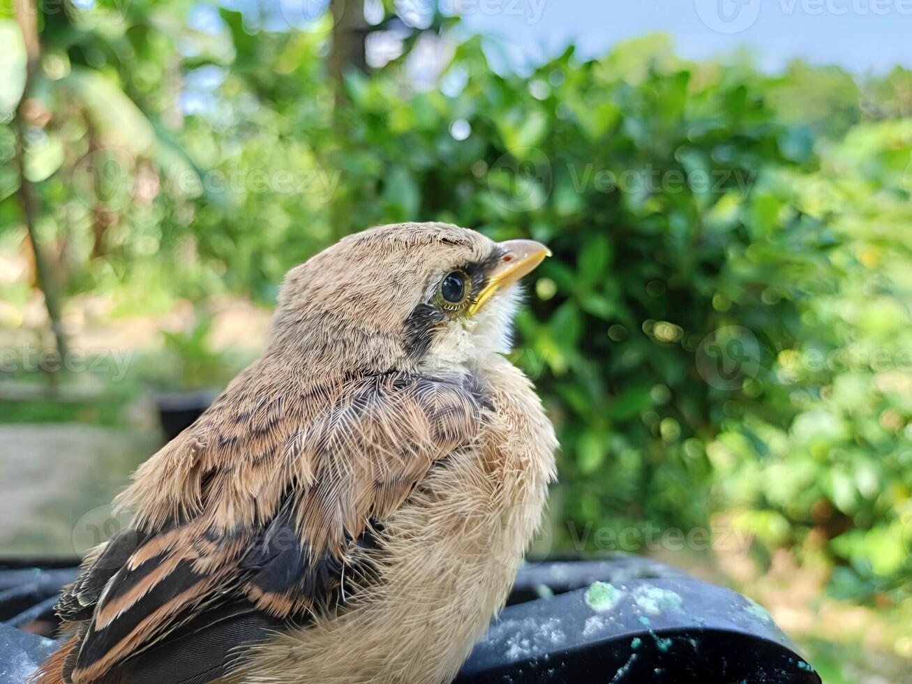 uma Castanho bentor pássaro com lindo Castanho penas é olhando às a céu. adequado para pássaro entusiastas, natureza fotógrafos, e natureza amantes quem amor a único beleza do pássaros. foto