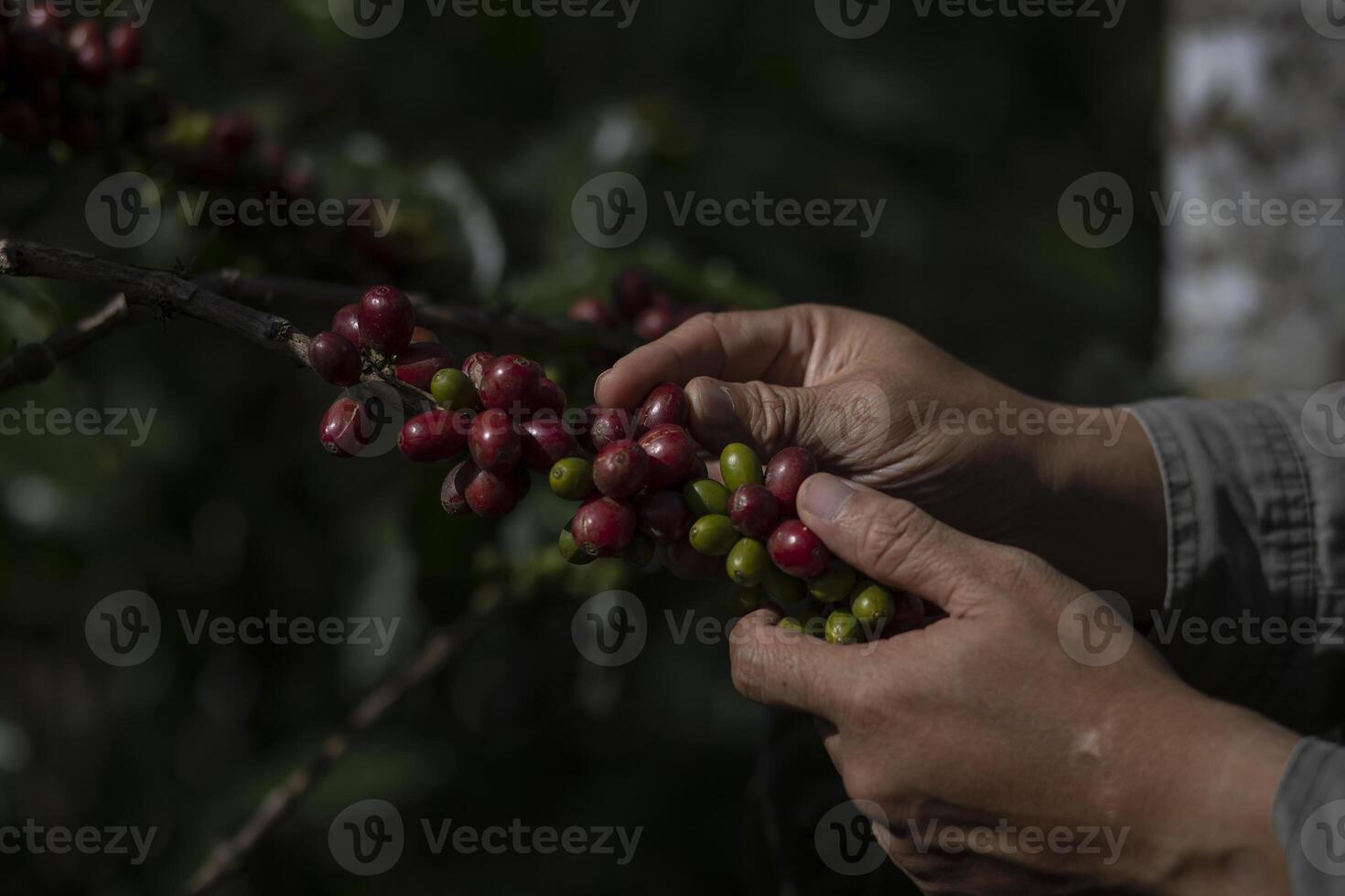 café agricultor colheita maduro cereja feijões foto