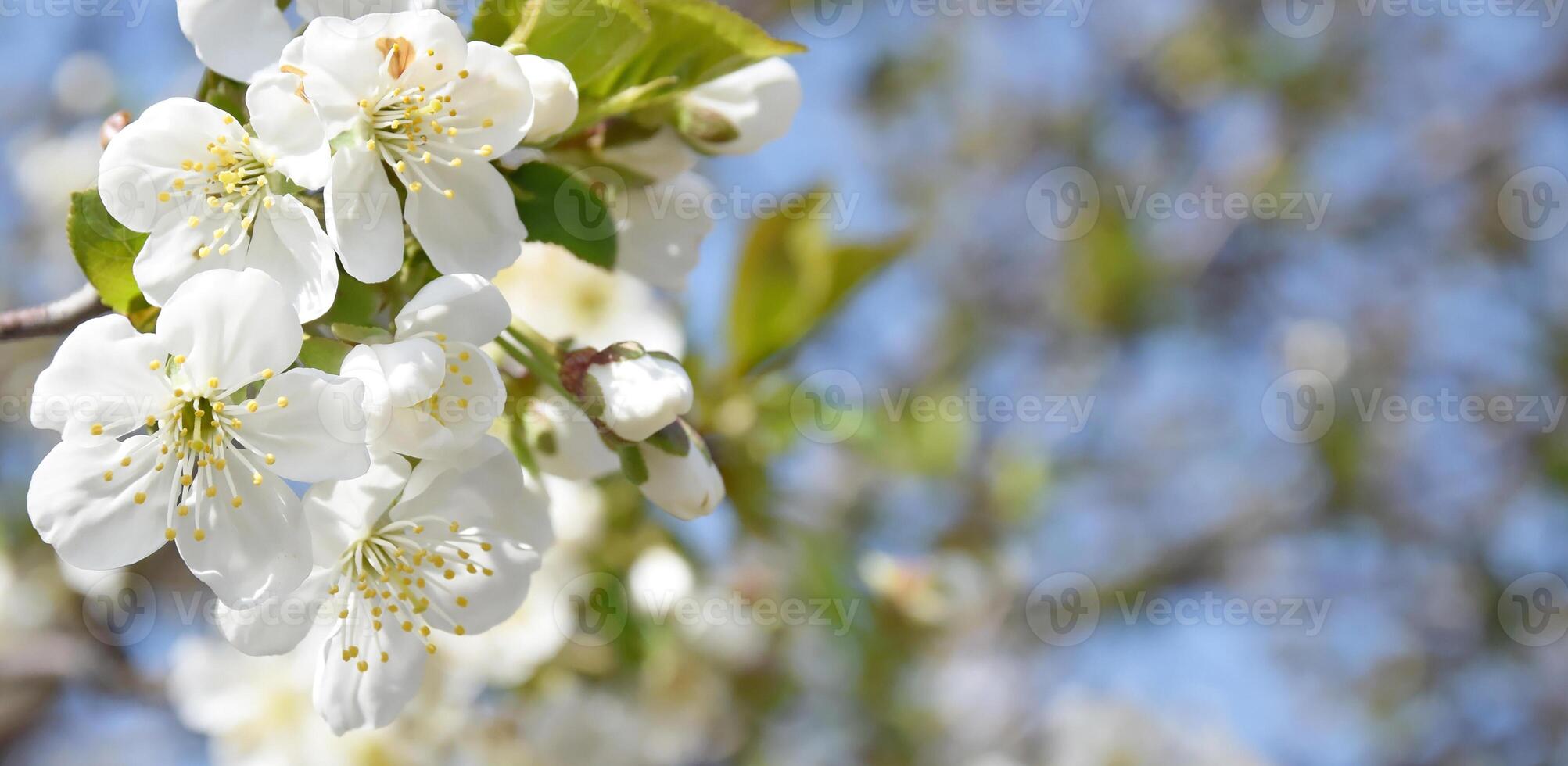 fechar-se do branco cereja árvore flores contra uma azul céu. foto