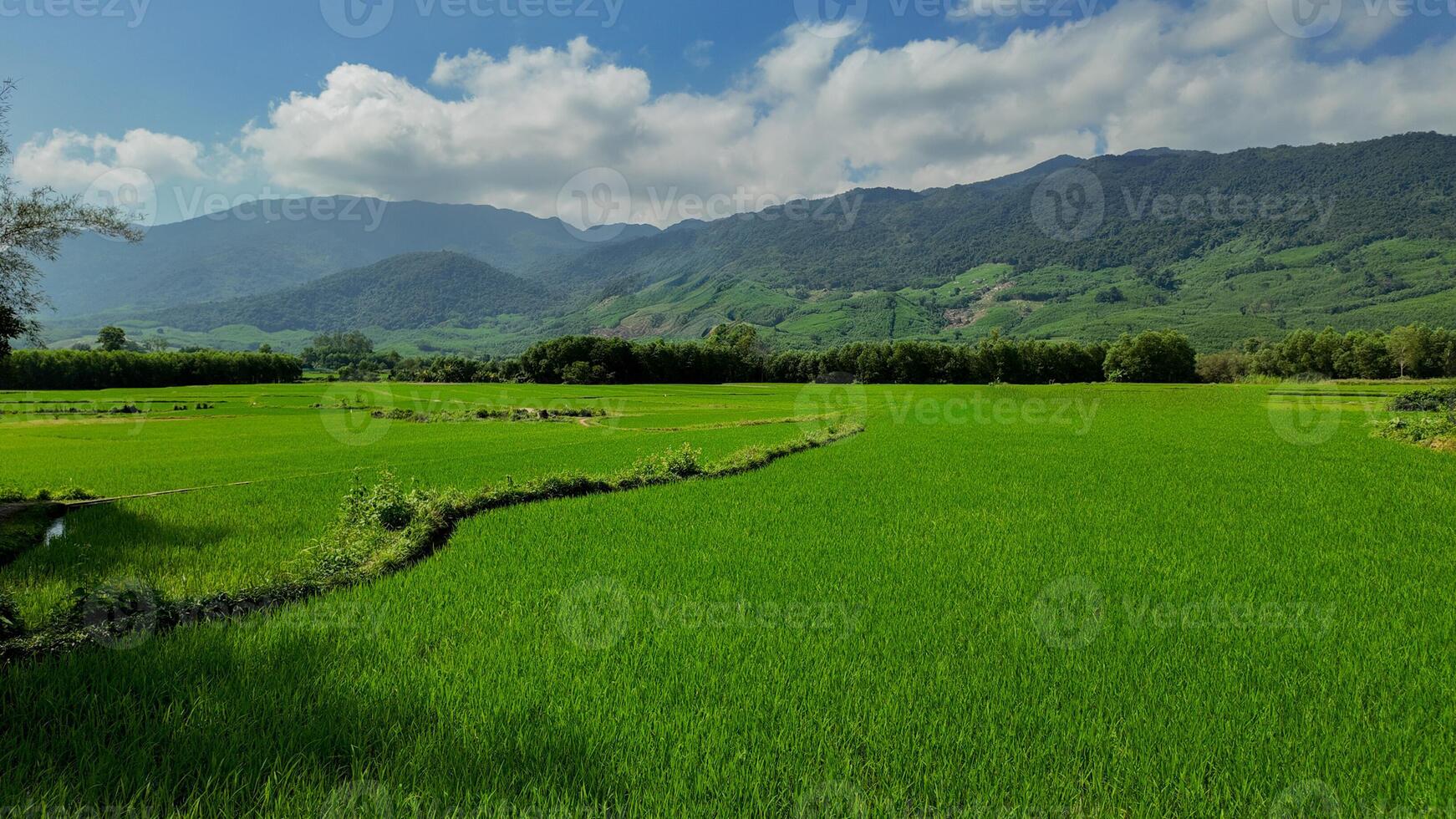 verdejante arroz arrozais, idílico agrícola harmonia foto