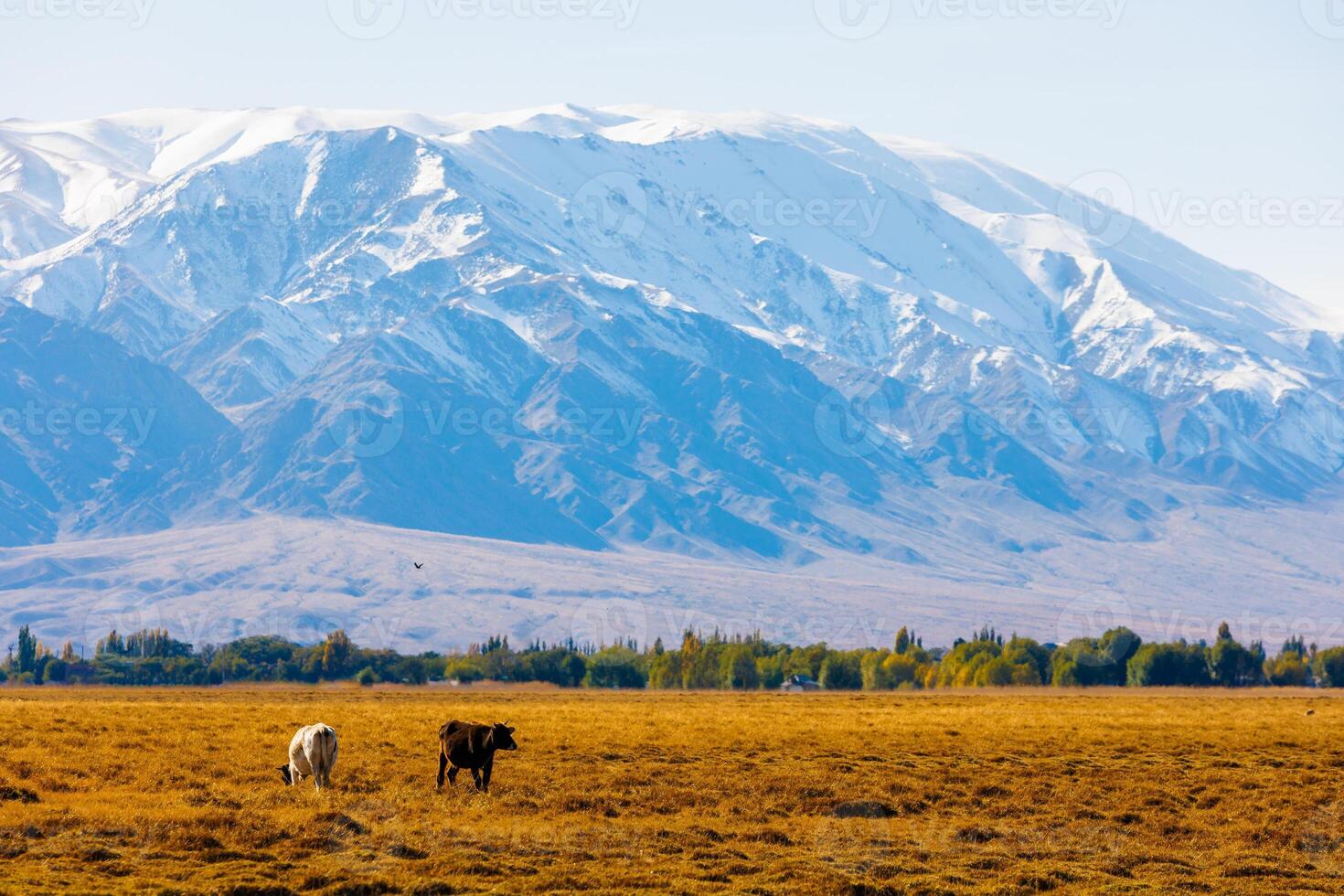 dois vacas estão pastar dentro frente do montanhas ensolarado outono tarde foto