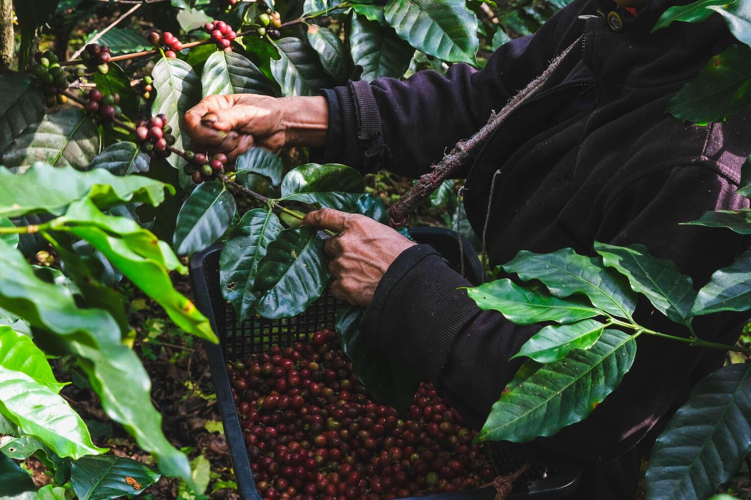 agricultores colheita maduro café feijões a partir de organicamente crescido arábica café árvores ásia trabalhador é encontro café feijões em plantação dentro espesso madeira. foto