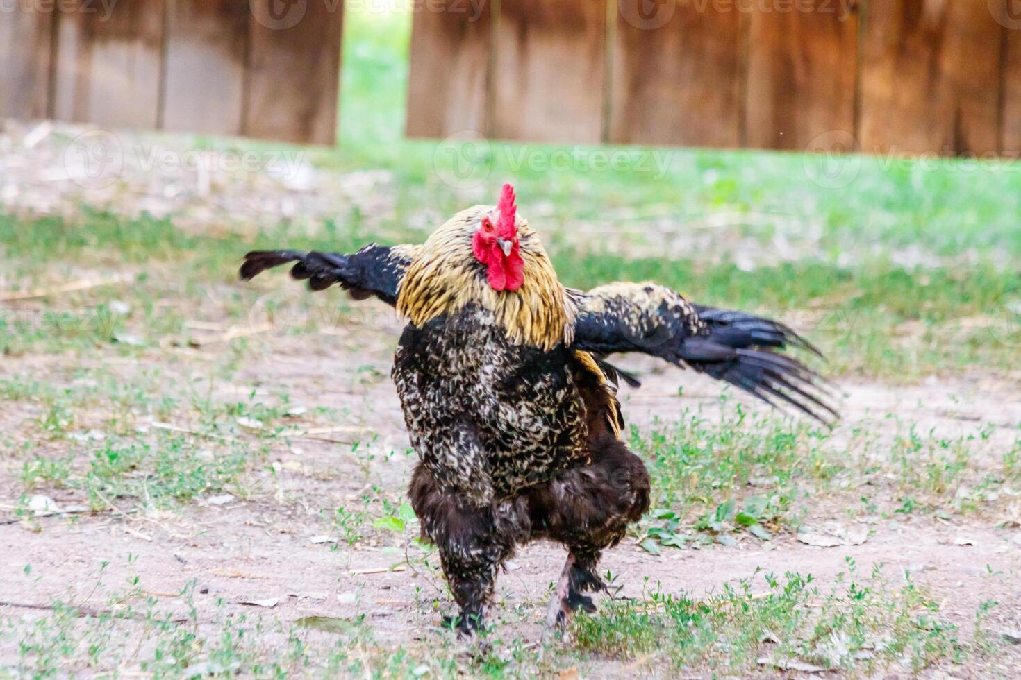 lindo galo em Relva fundo foto