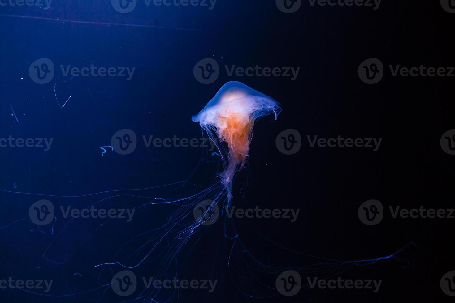 pequeno medusas iluminado com azul luz natação dentro aquário. foto