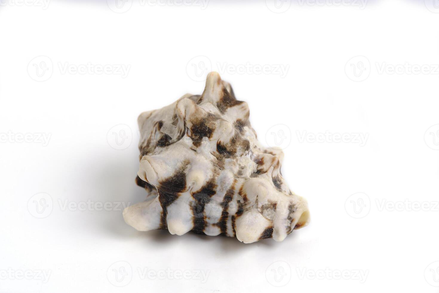 molusco Concha em uma branco fundo. foto