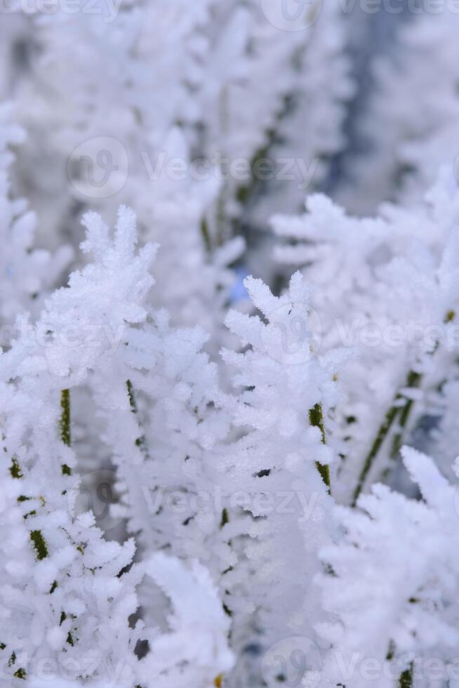 verde galhos do a abeto e agulhas estão coberto com neve cristais e geada depois de forte inverno geadas. foto