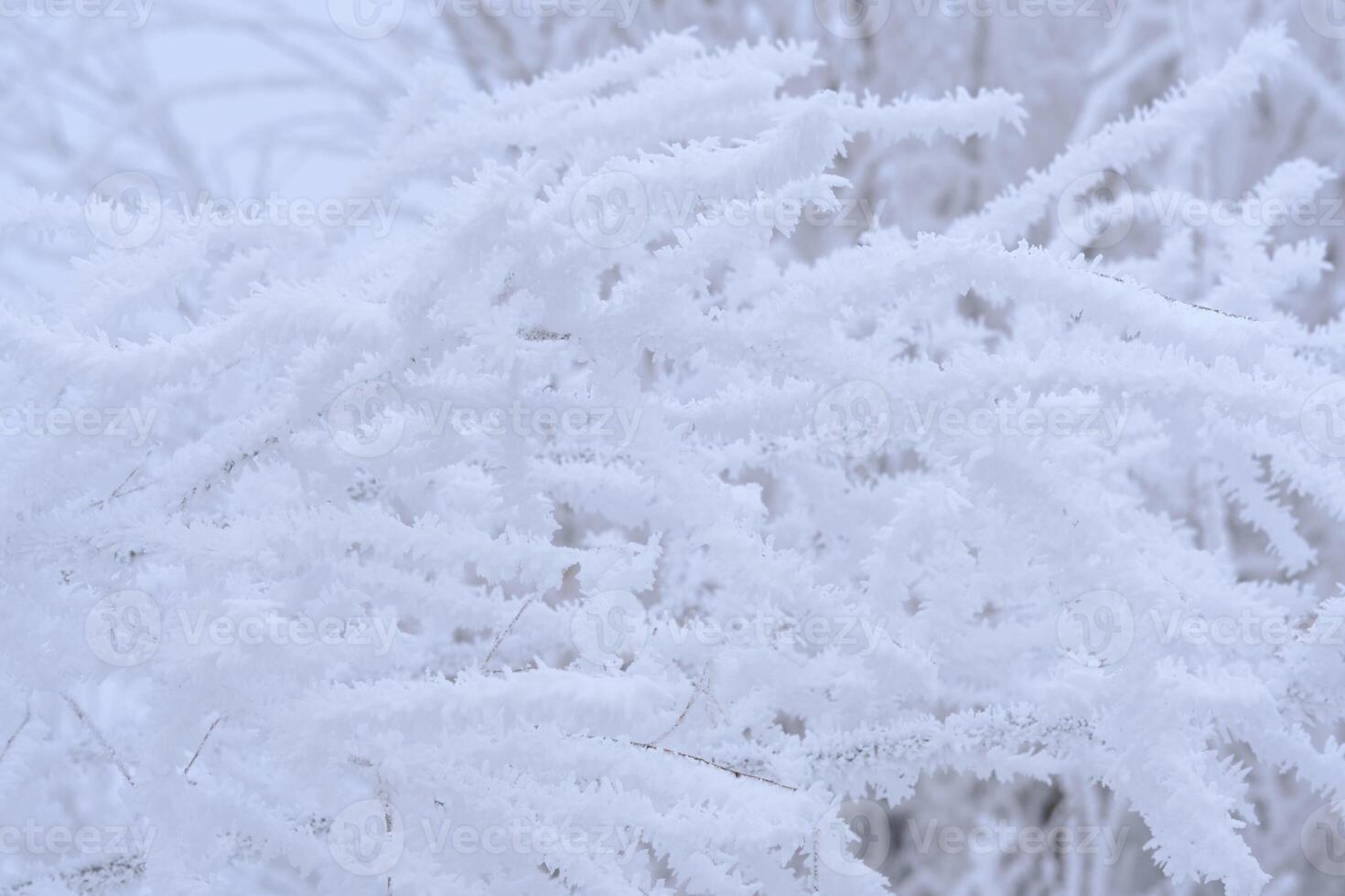 galhos árvore estão coberto com neve cristais e geada depois de forte inverno geada. foto