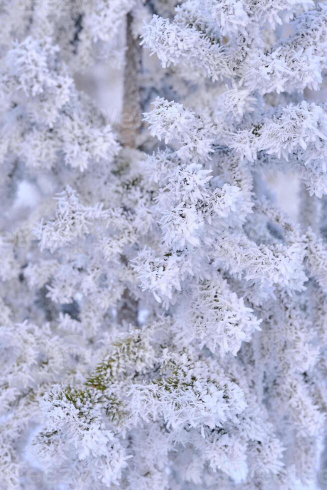 verde galhos do a abeto e agulhas estão coberto com neve cristais e geada depois de forte inverno geadas. foto