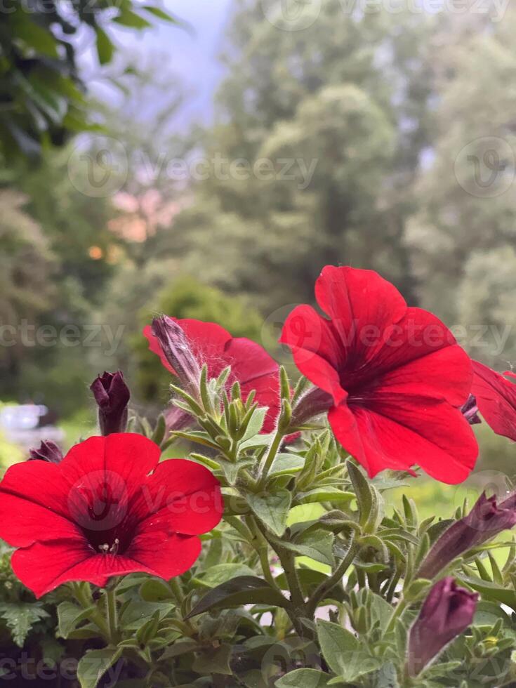 vermelho petúnias dentro uma Panela foto