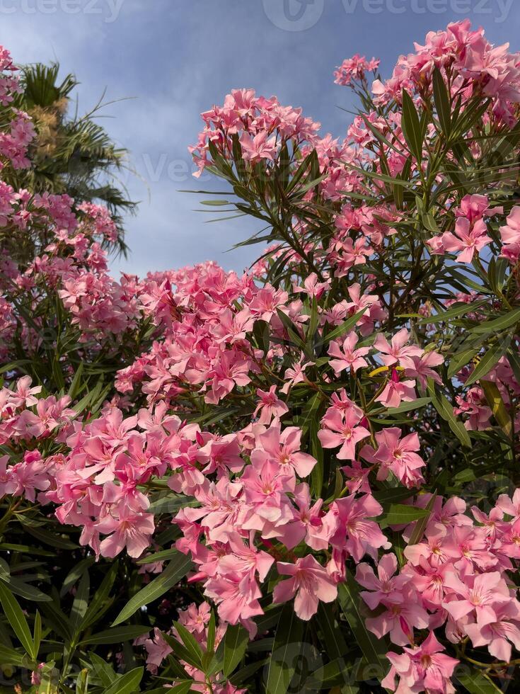 uma arbusto com Rosa flores foto