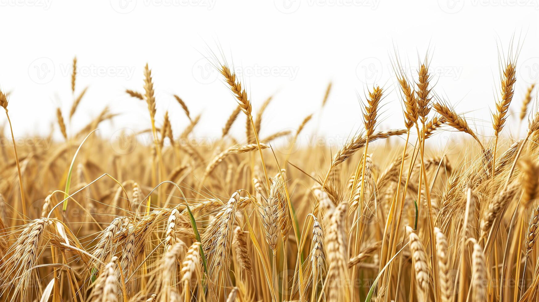 ai gerado trigo campo isolado em branco fundo. ai gerado ilustração. foto