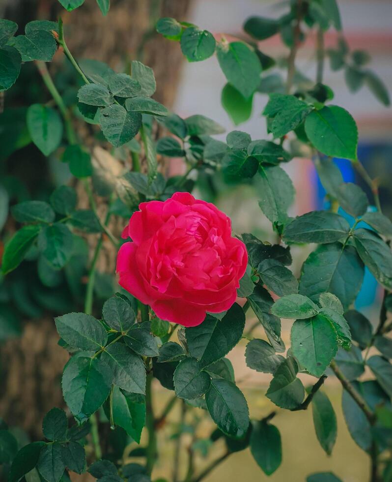 uma lindo vermelho rosa dentro a jardim foto