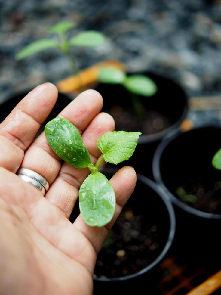 plantação e semeadura Melão e água Melão dentro Panela pronto para mover para plantas foto