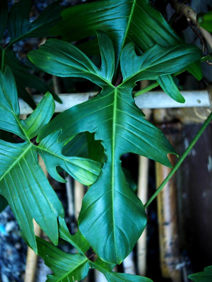 filodendro florida beleza verde Leafe perfeito Leafe forma e ótimo natureza Projeto foto