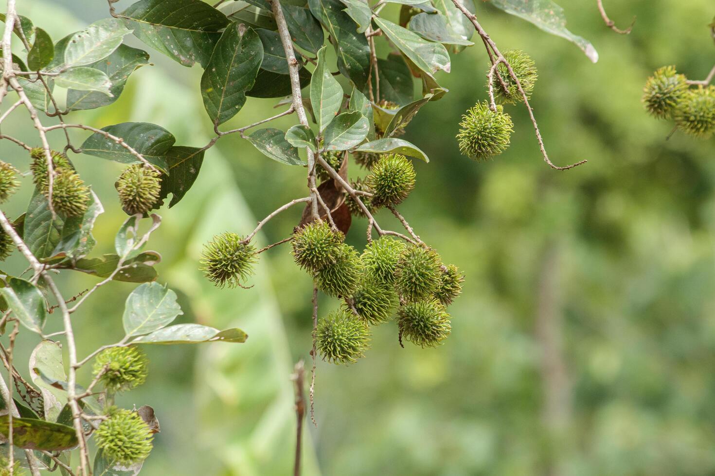 maduro rambutan ou peludo fruta fruta este é ainda em a árvore isolado em azul Claro céu fundo foto