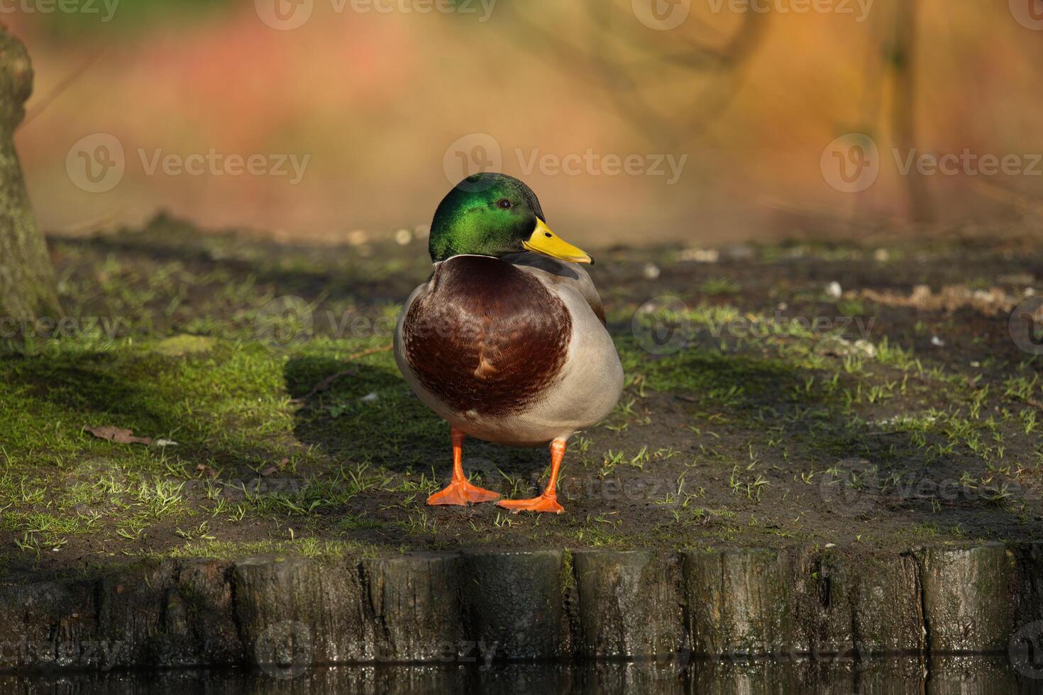 pato-real macho foto