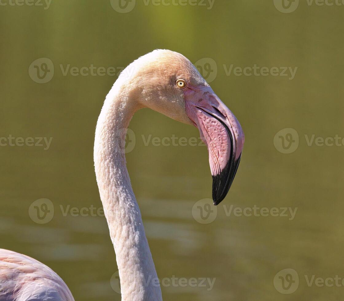 flamingo cabeça fechar acima foto