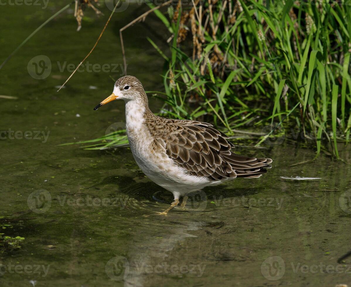 ruff dentro inverno plumagem foto