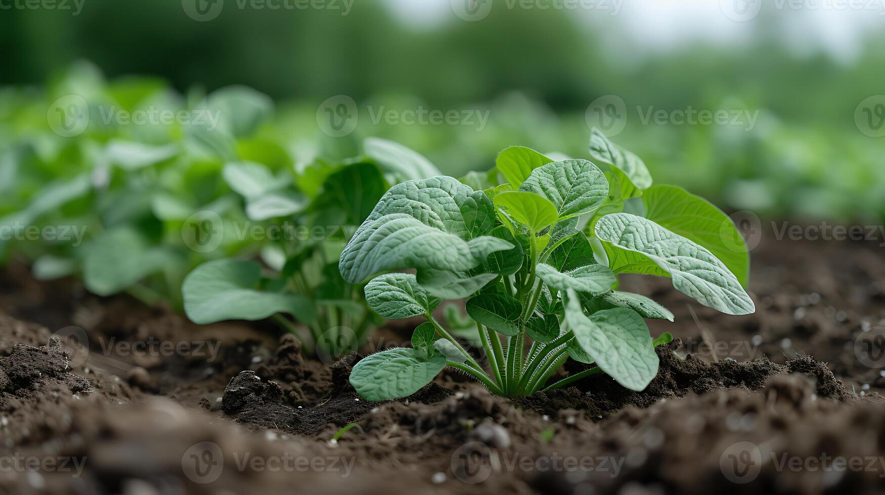 ai gerado orgânico fresco batata plantas campo fechar acima Visão foto