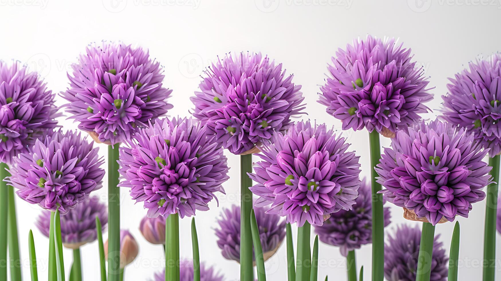 ai gerado cebolinha flor em uma branco fundo foto