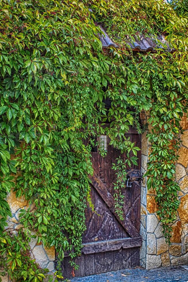 porta de madeira com folhas verdes. parede de folha verde e madeira velha. foto