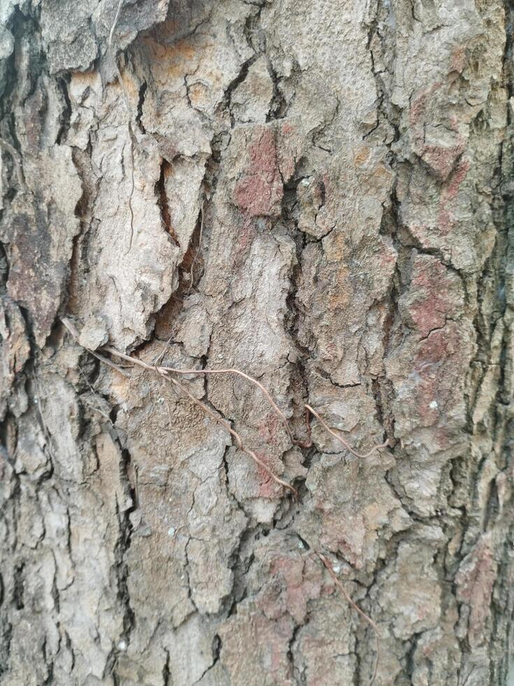 rachaduras dentro velho árvore roupa de baixo. foto formatos