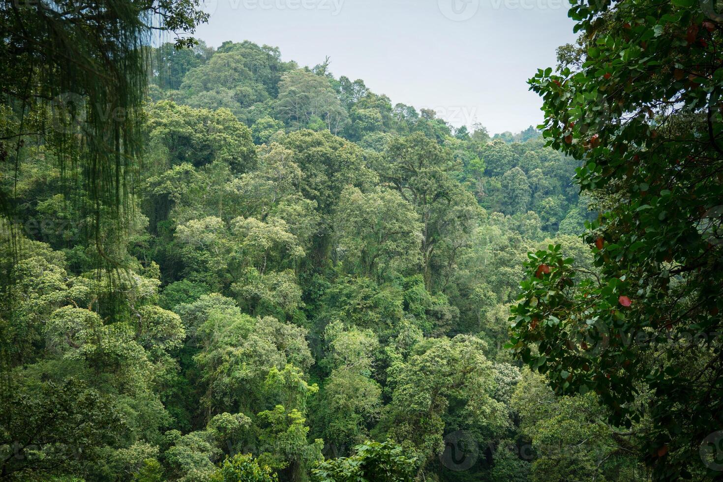 zangão Visão do surpreendente verde floresta com árvores e arbustos crescendo dentro campo foto