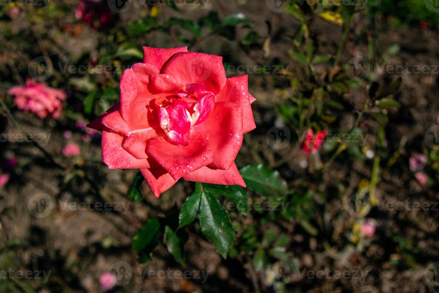 vibrante Rosa rosa dentro flor com verde folhas, conjunto contra uma Sombrio borrado fundo. foto