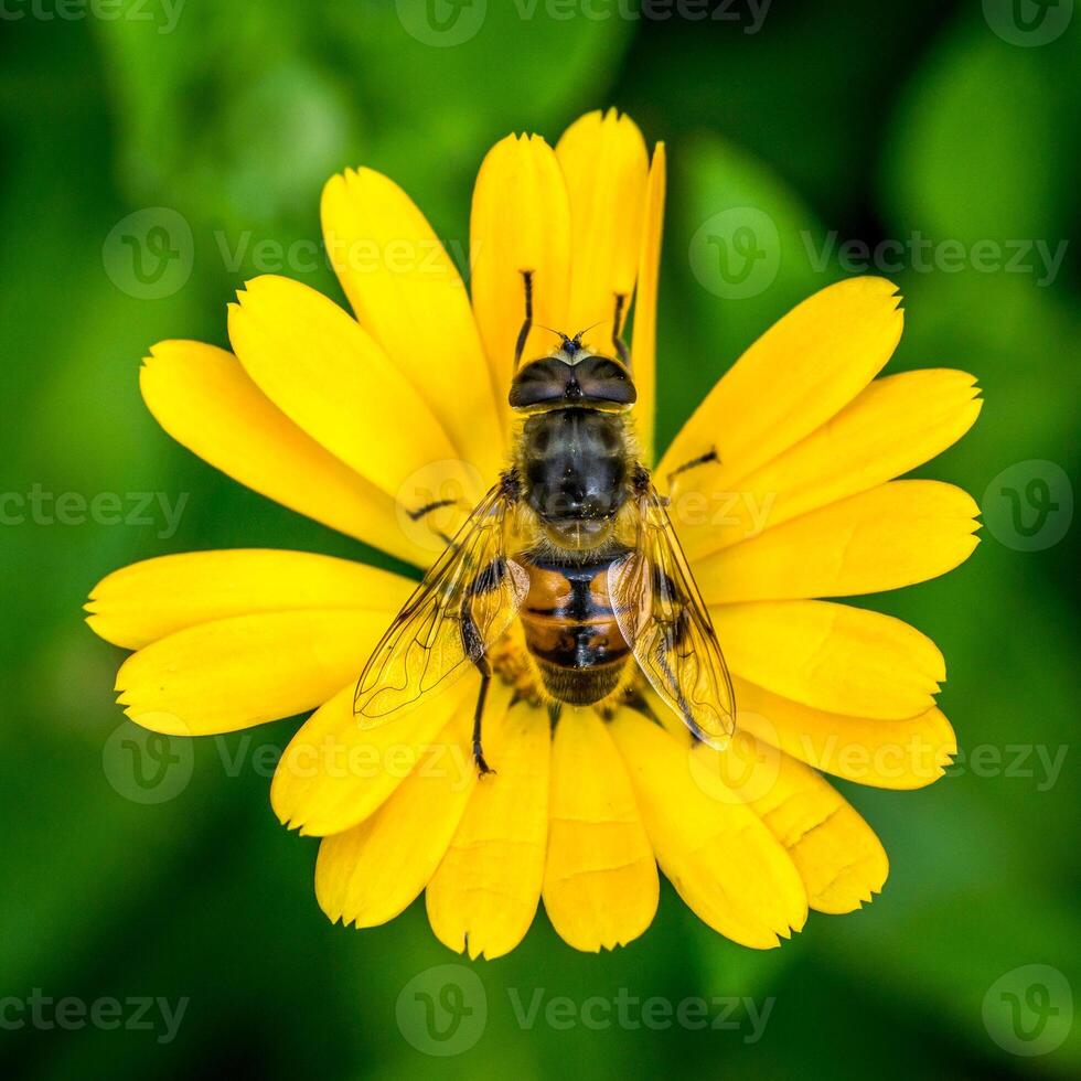 mosca flutuante, Syrphidae, sentado em uma amarelo Inglês calêndula flor em uma verde fundo. foto