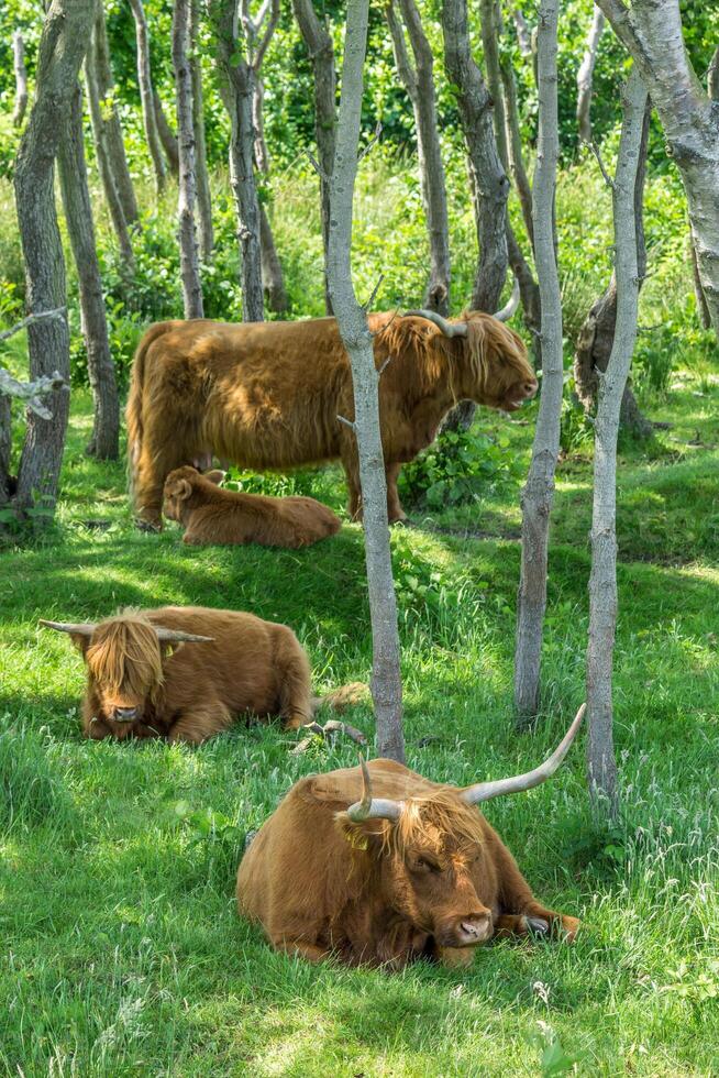 uma família do escocês highlander vacas dentro a nacional parque de bollekamer em a holandês ilha do texto. foto