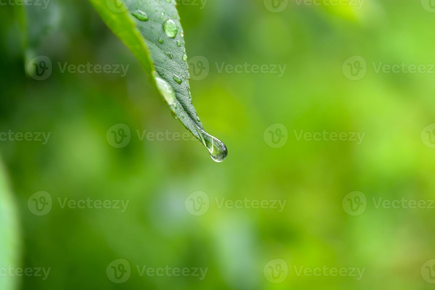 folha verde de uma árvore com uma gota de chuva pendurada. foto