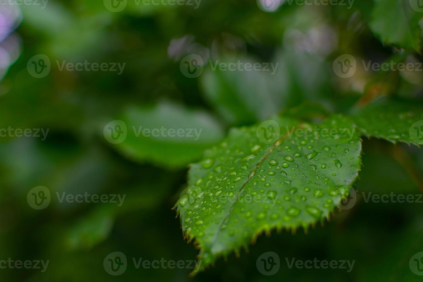 as folhas verdes da roseira estão cobertas de gotas de chuva. foto