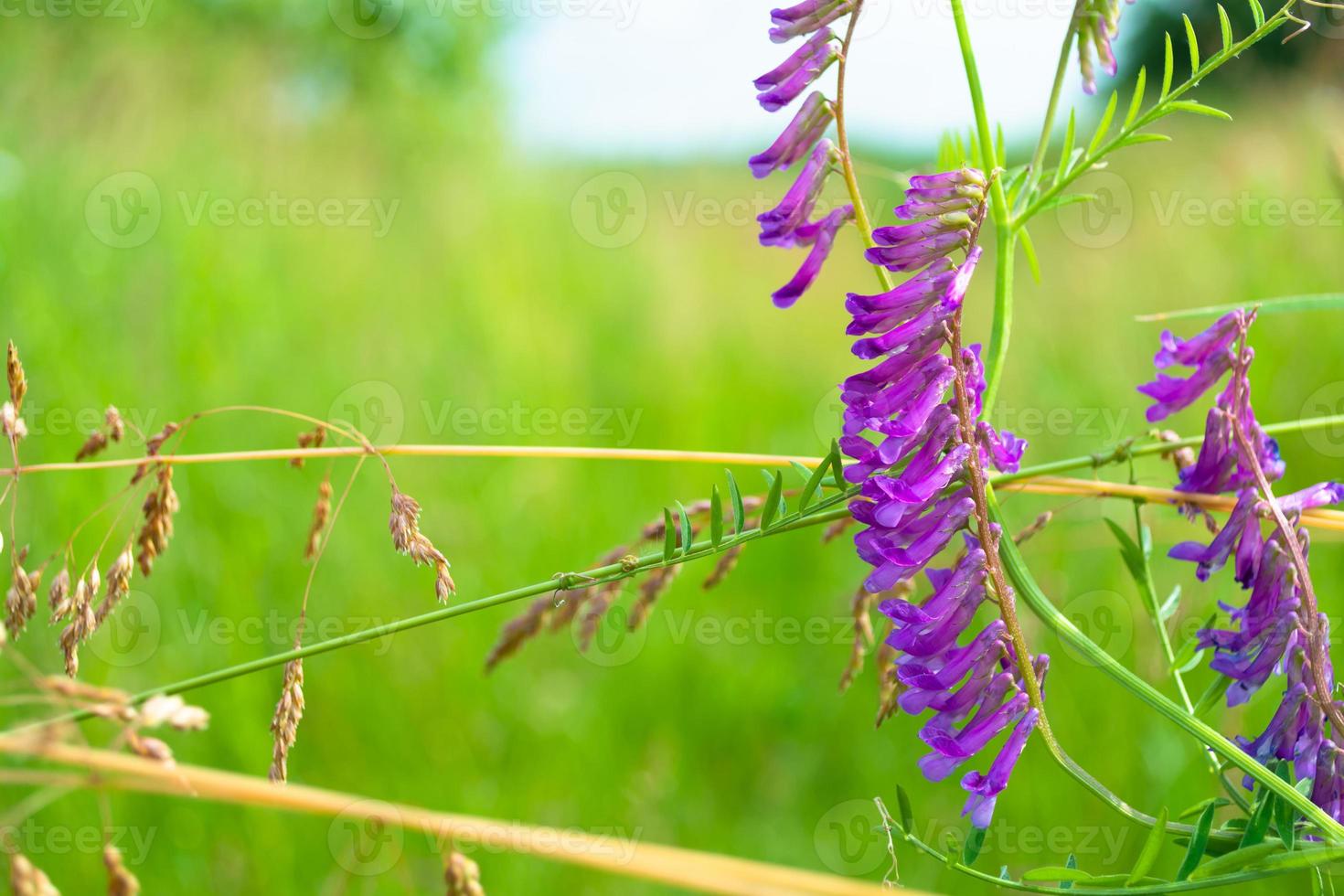 semeando flores de ervilhaca foto