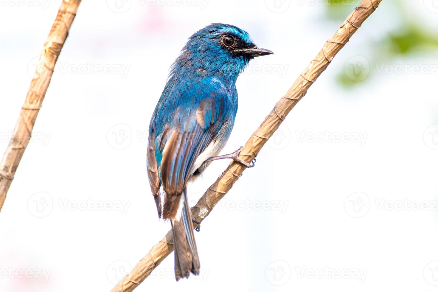 o índigo flycatcher ou eumyias índigo foto