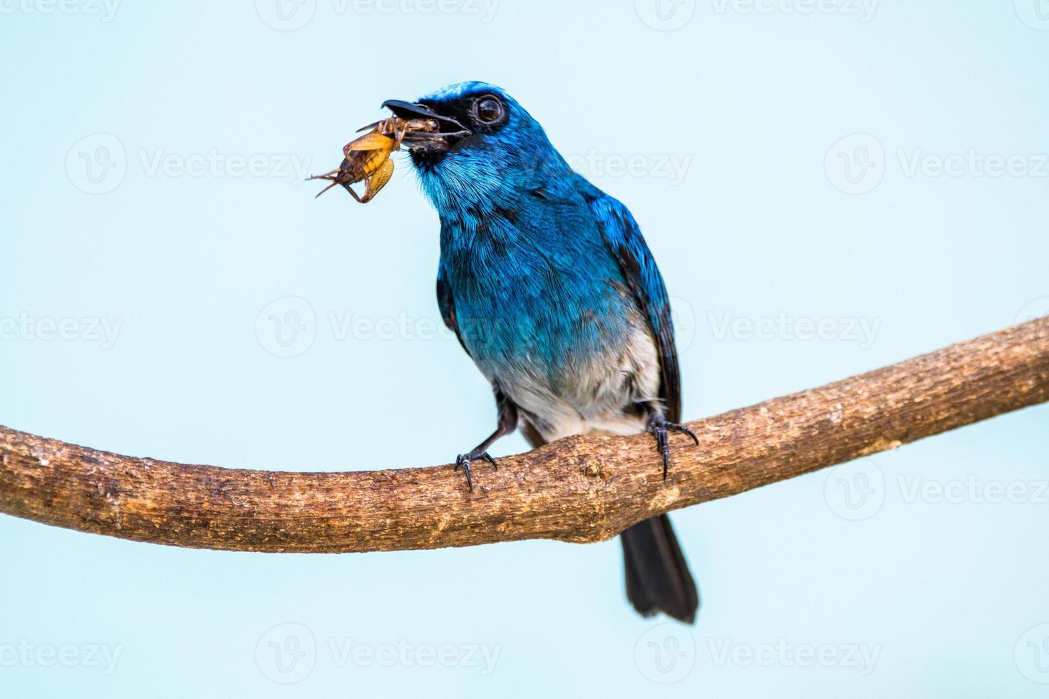 o índigo flycatcher ou eumyias índigo foto